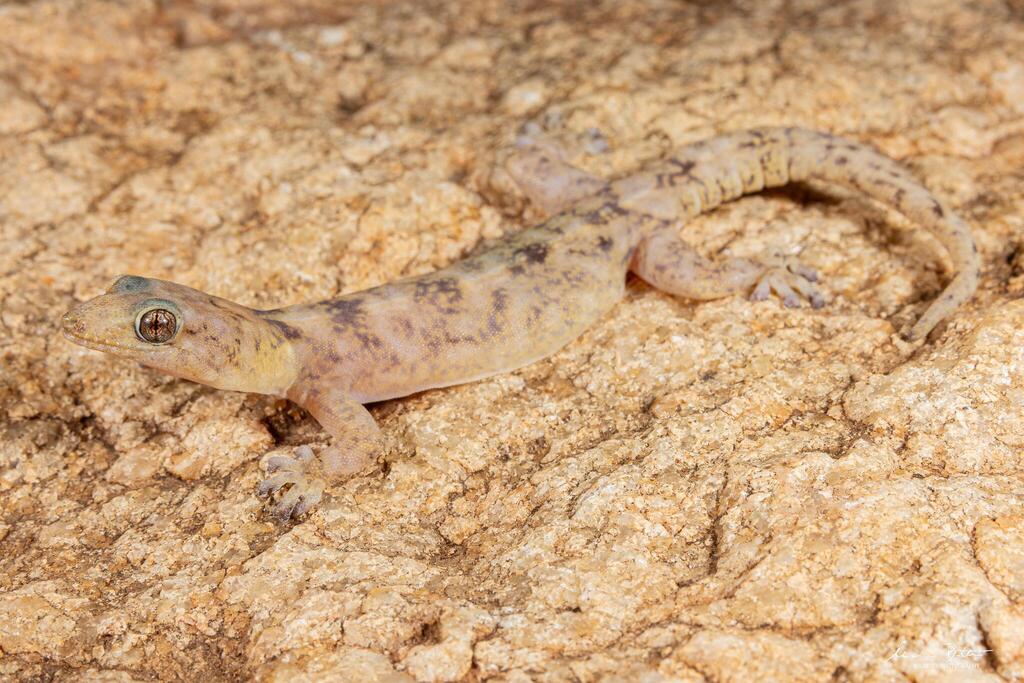 Transvaal Flat Gecko