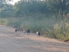 Numida meleagris mitratus