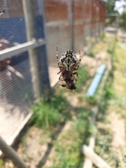 Socca pustulosa