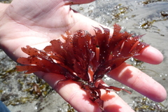 Callophyllis flabellulata