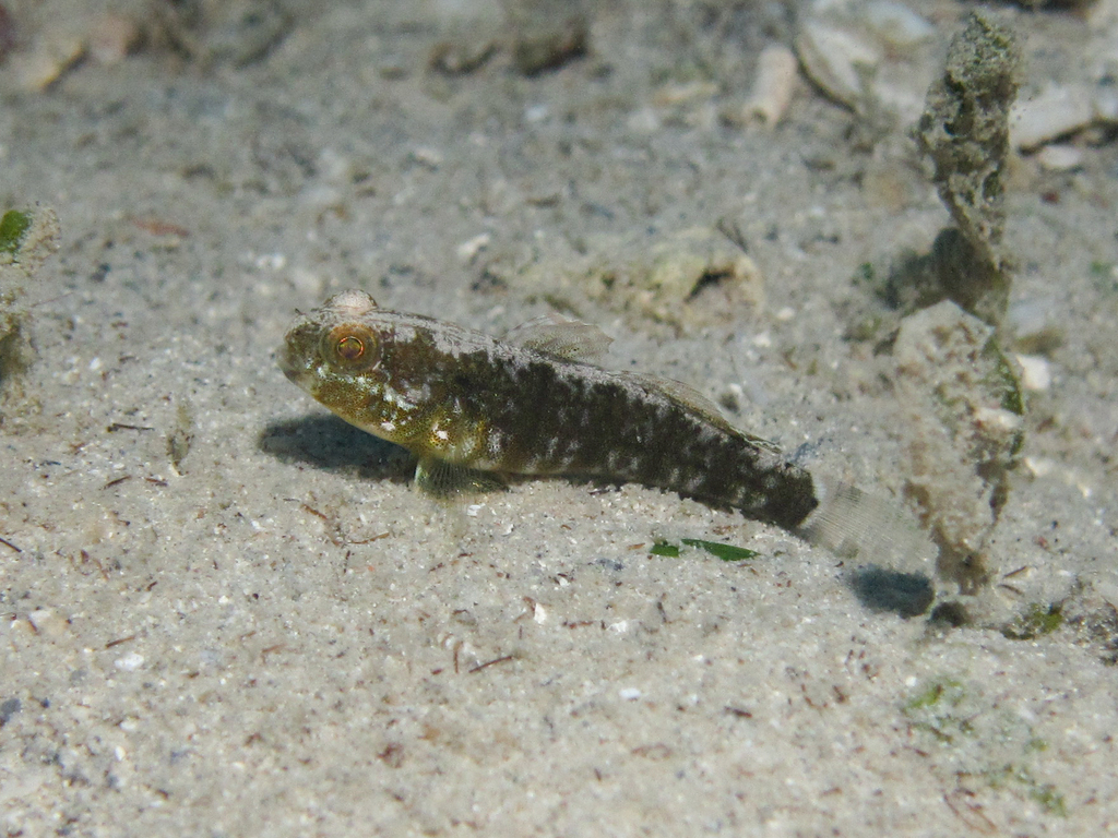 Sphinx goby (Amblygobius sphynx) — Gobiidae