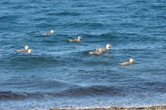 Tachyeres leucocephalus