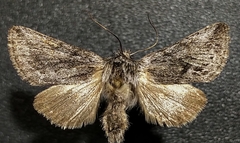 Pleromelloida bonuscula
