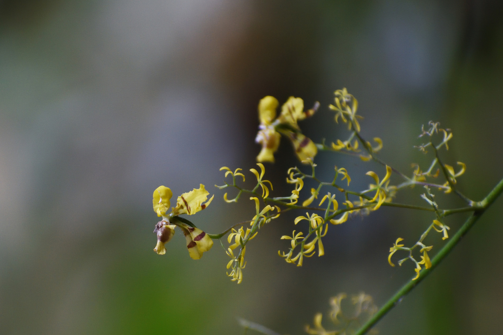 Oncidium ligiae