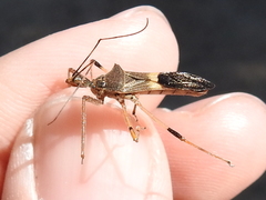Zelus janus