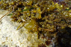 Odonthalia floccosa