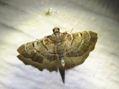 Cryptobotys zoilusalis