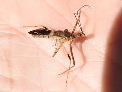 Zelus janus