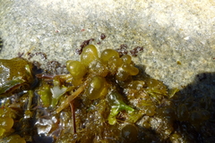 Odonthalia floccosa