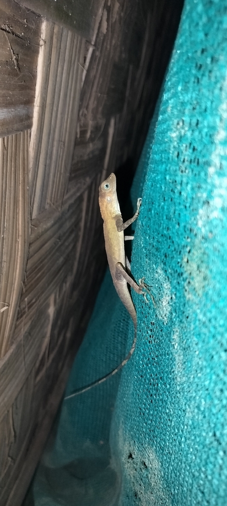 Short-tailed Bay Island Forest Lizard