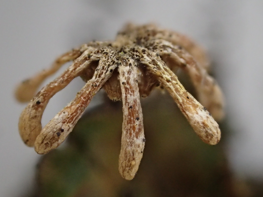 Didymosphaeria marchantiae