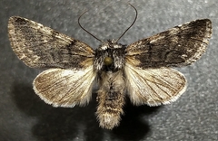 Pleromelloida conserta