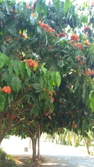 Saraca indica