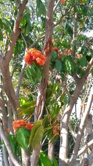 Saraca indica