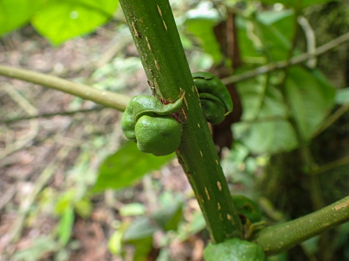 Hyeronima alchorneoides - Whole tree
