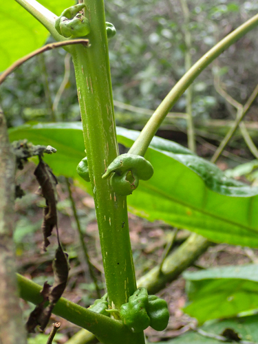 Hyeronima alchorneoides - Leaves