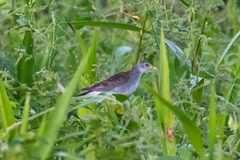 Porphyrio flavirostris