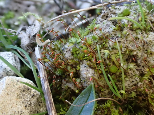 Short-leaved Pocket-moss (Fissidens incurvus)