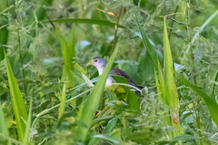 Porphyrio flavirostris