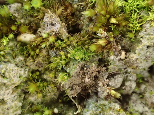 Strap-leaved Earth-moss (Ephemerum recurvifolium)