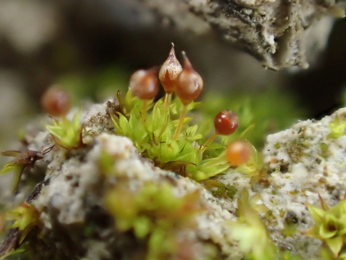 Upright Pottia (Microbryum rectum)