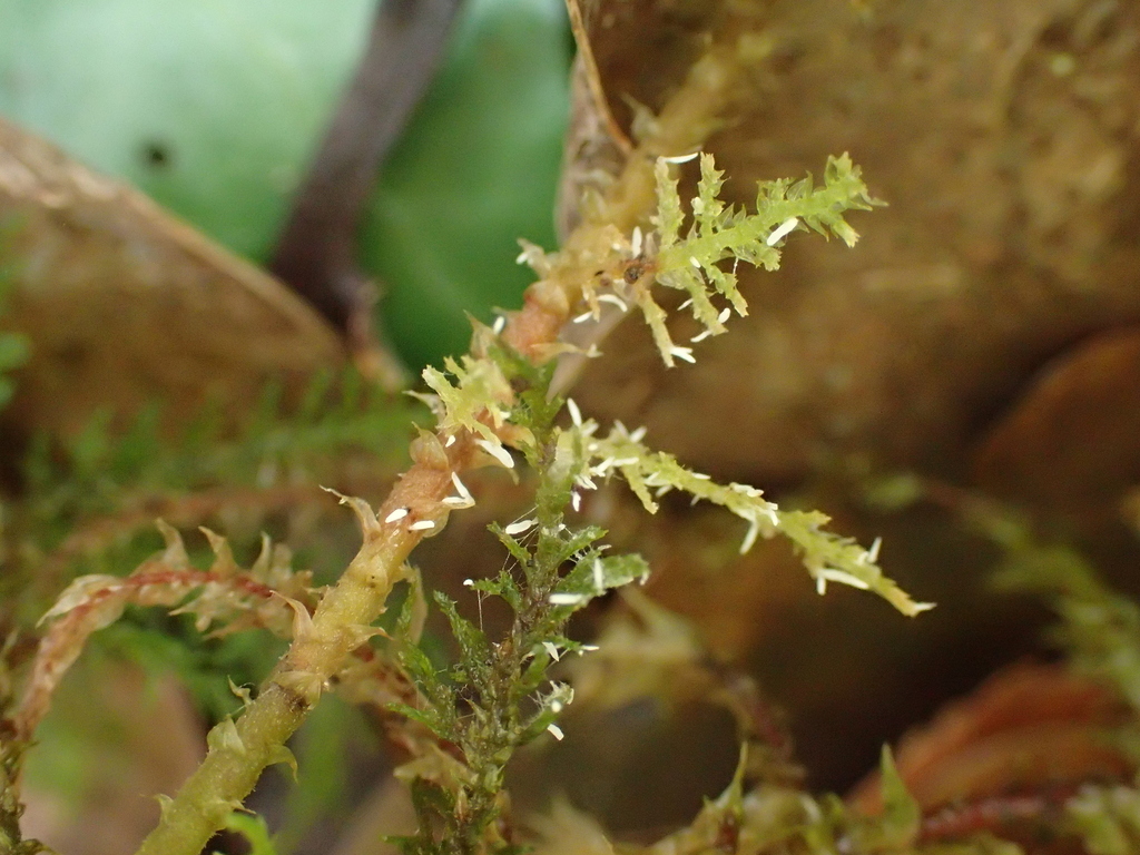 Bryopistillaria sagittiformis · December 2025 · photo: © georgeg (iNaturalist, cc-by)