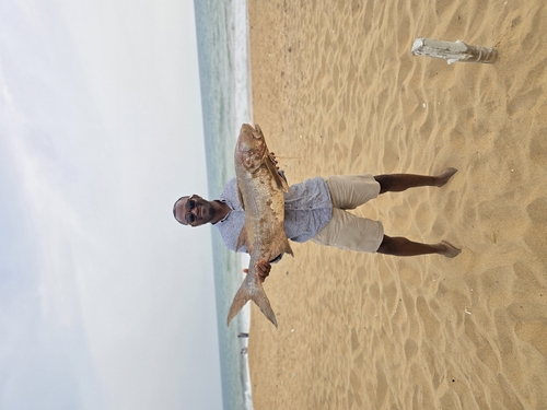 Giant African Threadfin