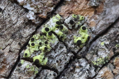 iNaturalist observation photo of yellow soot lichen