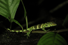 Anolis insignis