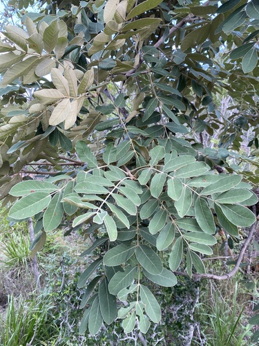 Live Long (Lannea discolor)