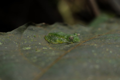 Teratohyla pulverata