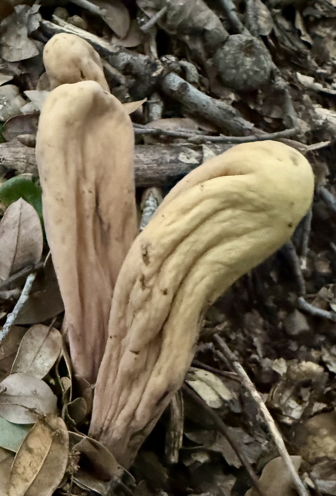 Clavariadelphus occidentalis · December 2025 · photo: © hllrnnr (iNaturalist, cc0)