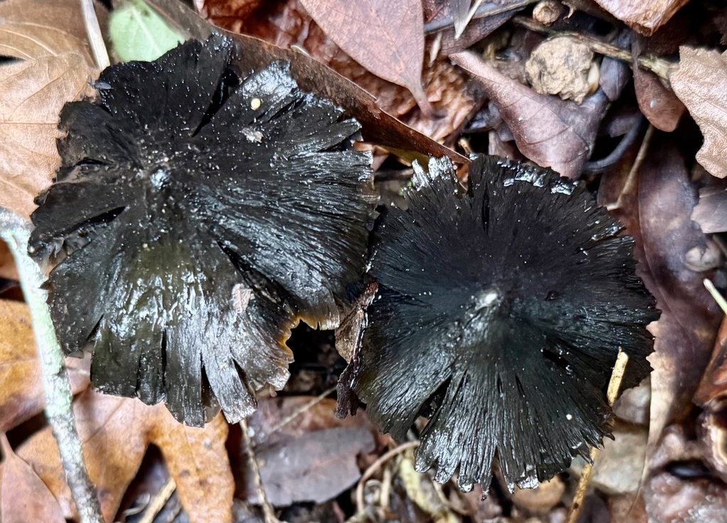 Hygrocybe singeri · December 2025 · photo: © hllrnnr (iNaturalist, cc0)
