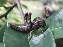 Abisares viridipennis
