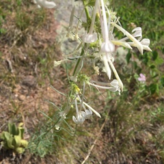 Ipomopsis aggregata candida