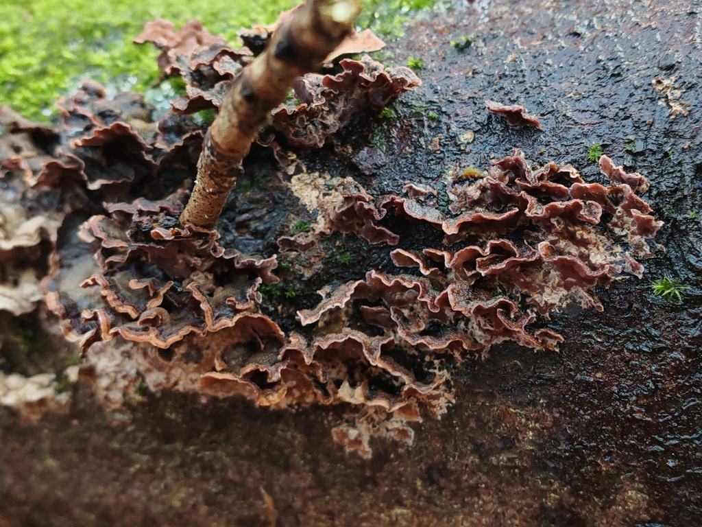 Chondrostereum purpureum · December 2025 · photo: © maiglocke (iNaturalist, cc-by-nc)