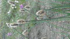 Alopecurus magellanicus