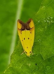 Gymnobathra flavidella