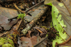 Craugastor stejnegerianus