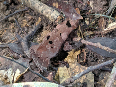 Rhinella proboscidea
