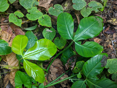 Philodendron hylaeae