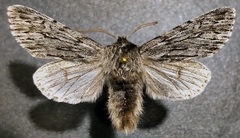 Brachionycha borealis
