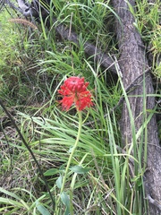 Pimelea haematostachya