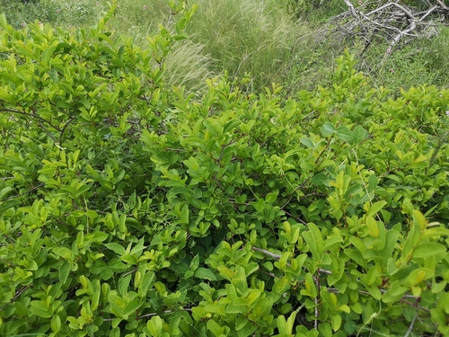 Image of Cissus cornifolia by (c) Jens-Christian Svenning, some rights reserved (CC BY)