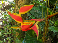 Heliconia stricta
