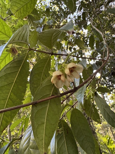 Campomanesia laurifolia