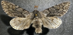 Brachionycha borealis