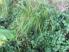 Carex ochrosaccus