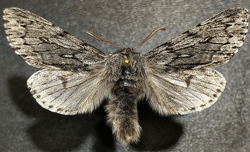 Boreal Fan Moth photo 2