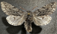Brachionycha borealis